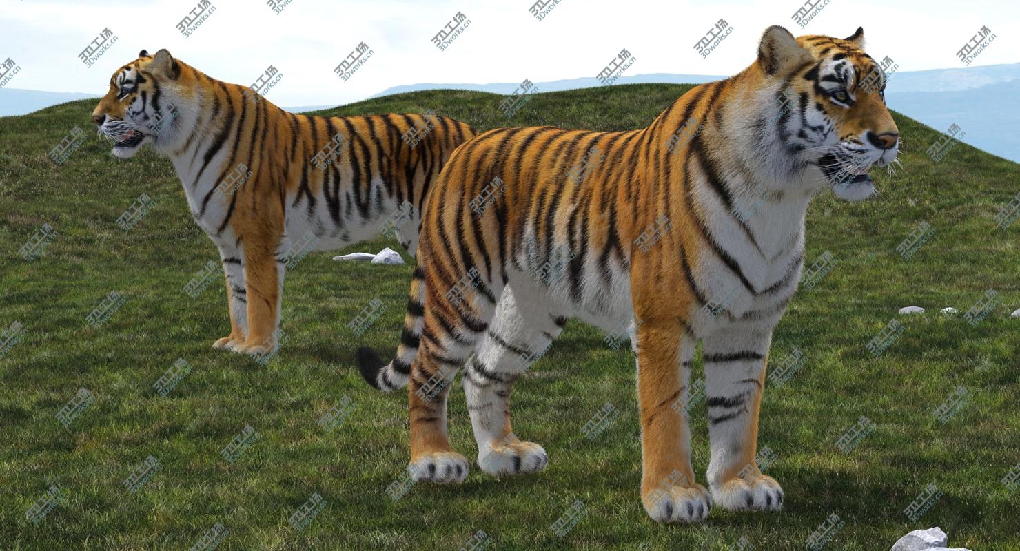 images/goods_img/2021040231/3D Tiger with Fur/5.jpg
